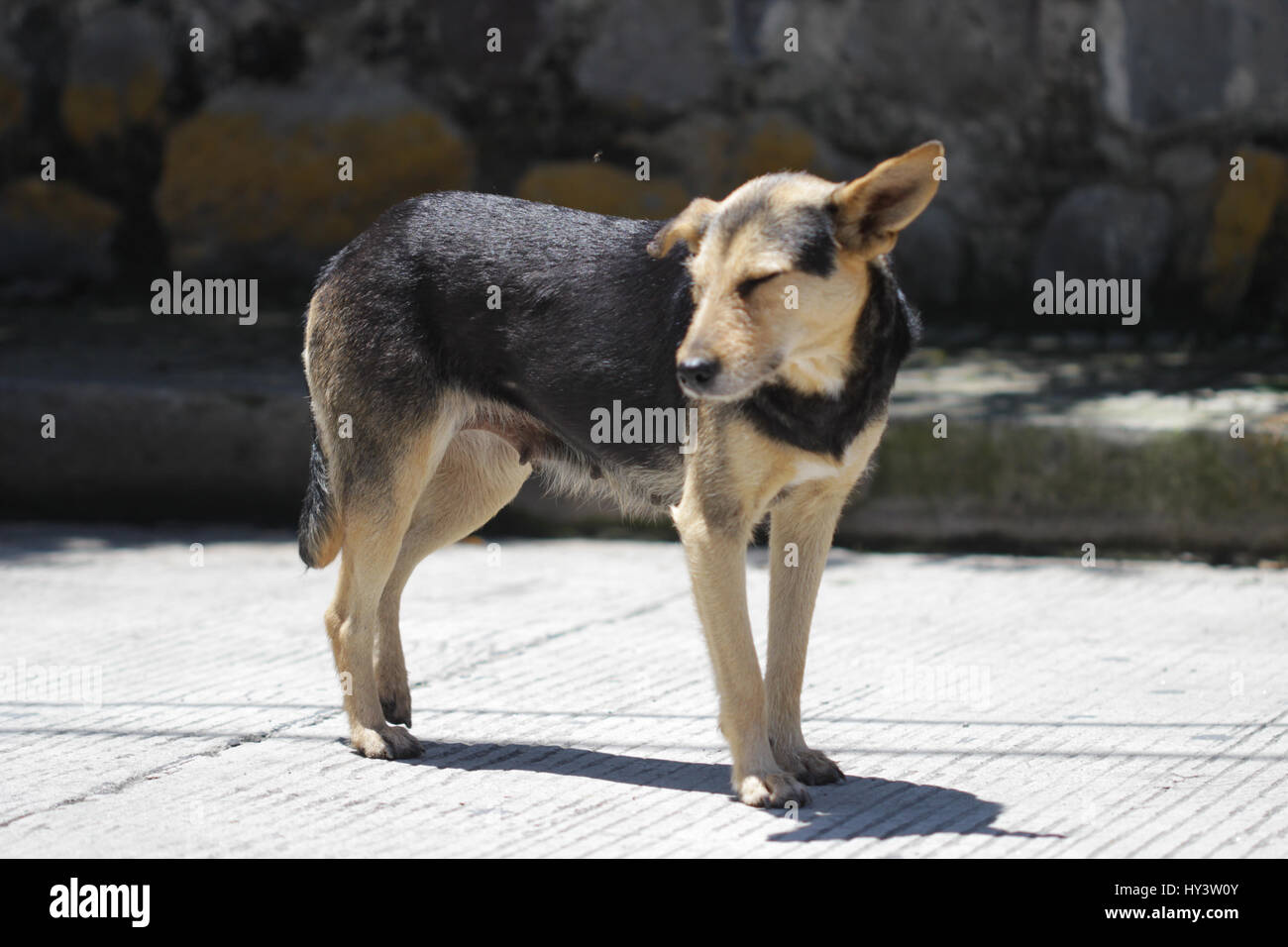 Sete povero cane durante il caldo estivo in America centrale Foto Stock