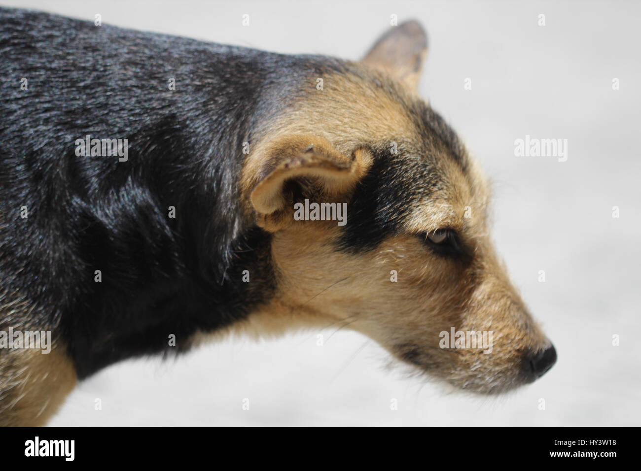 Sete povero cane durante il caldo estivo in America centrale Foto Stock