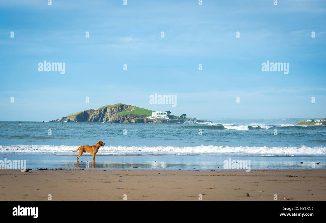 Cane giocando sulla spiaggia Bantham nel Devon, Inghilterra Foto Stock