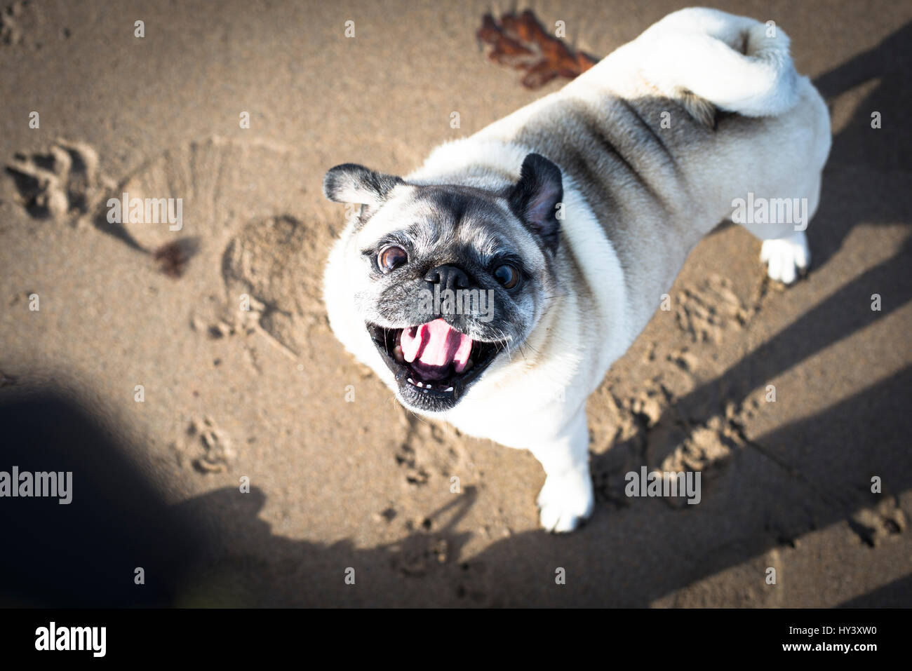 Felice pug dog giocando sulla spiaggia Bantham nel Devon, Inghilterra Foto Stock