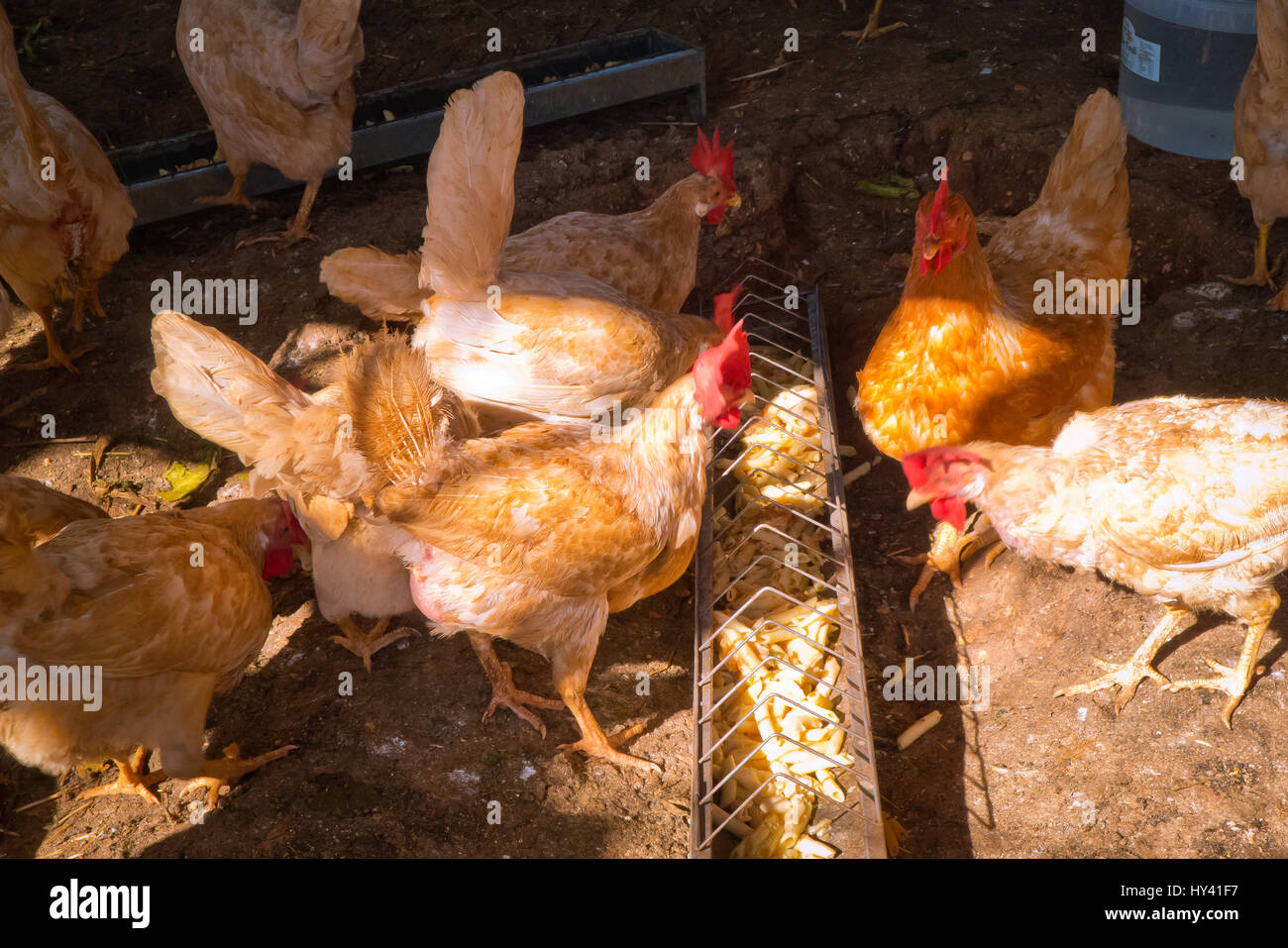 Le galline alimentazione su cibi sani . Foto Stock
