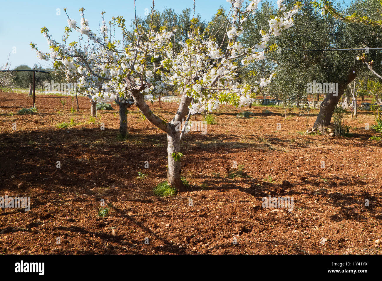 Gli alberi di ciliegia floweing nella luce solare nel clima mediterraneo. Foto Stock
