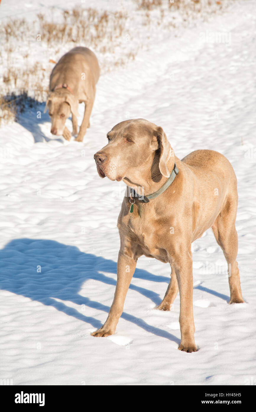 Weimaraner cane nella neve, con un altro sullo sfondo su un soleggiato e luminoso, giornata invernale Foto Stock