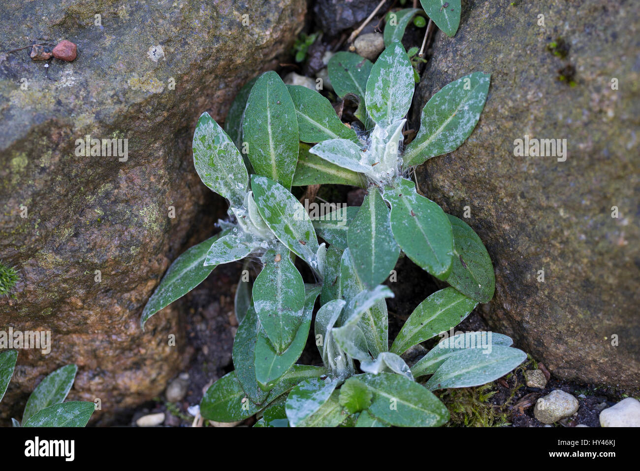 Berg-Flockenblume, Bergflockenblume, Blatt, Blätter, Blattrosette, Centaurea montana, perenne, fiordaliso fiordaliso di montagna, laurea pulsante, mo Foto Stock