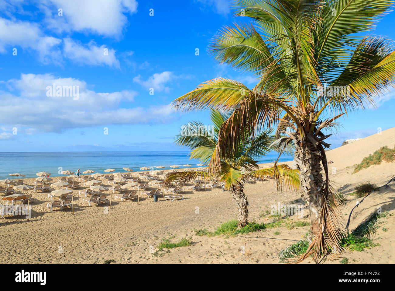 Palme sulla spiaggia di sabbia di Morro Jable town, Fuerteventura, Isole Canarie, Spagna Foto Stock