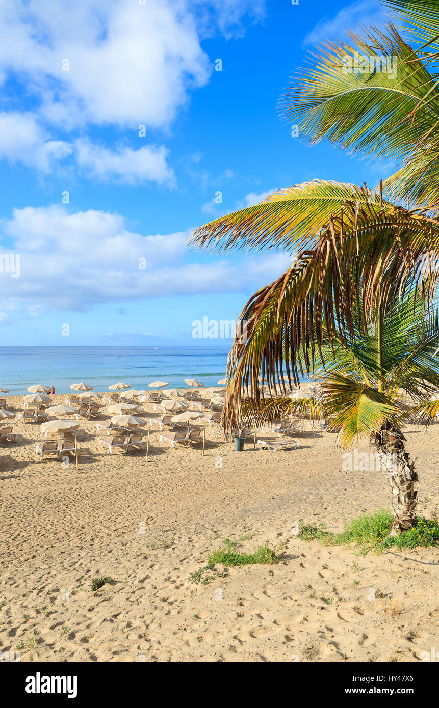 Palme sulla spiaggia di sabbia di Morro Jable town, Fuerteventura, Isole Canarie, Spagna Foto Stock