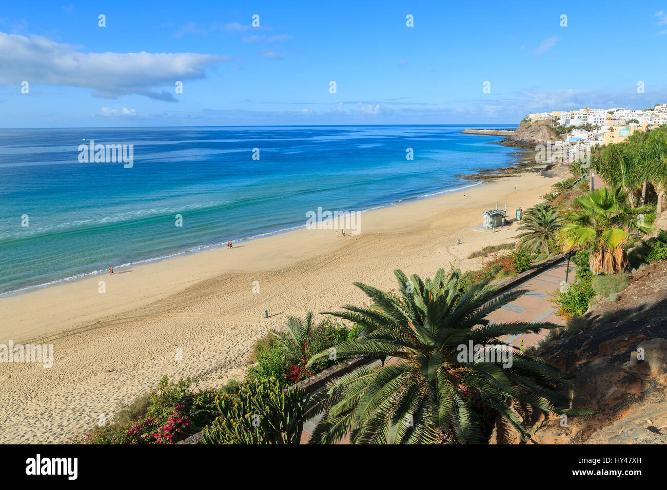Palm tree su Morro Jable passeggiata lungo una spiaggia di sabbia sulla Penisola di Jandia, Fuerteventura, Isole Canarie, Spagna Foto Stock
