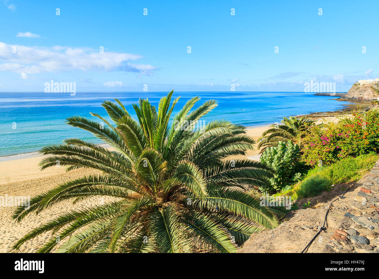 Palm tree sulla bellissima tropical Morro Jable sulla spiaggia di Jandia peninsula, Fuerteventura, Isole Canarie, Spagna Foto Stock