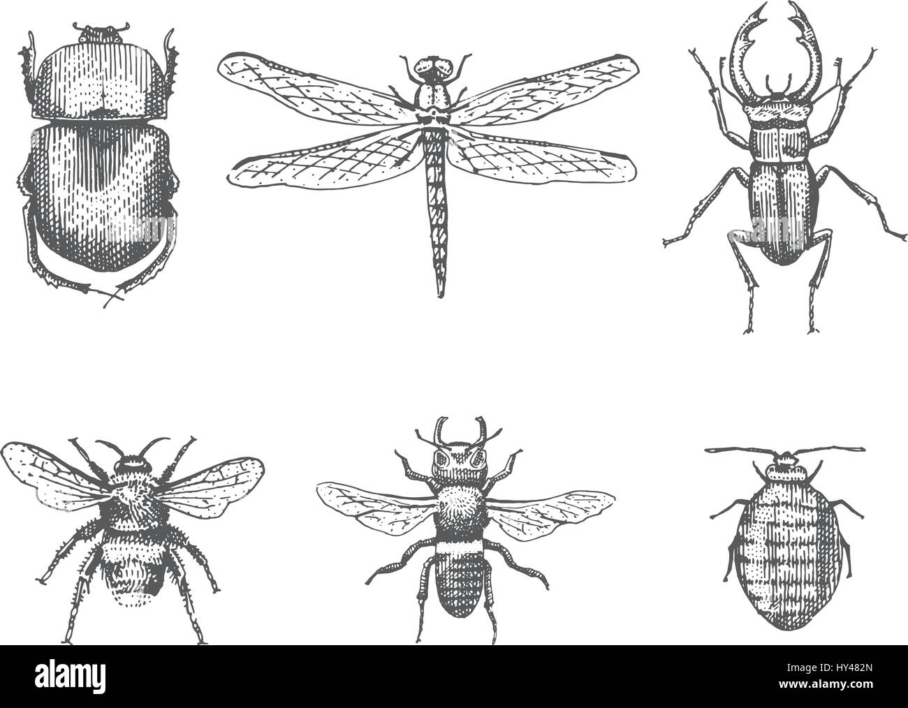 Grande set di insetti insetti coleotteri e api, pulci molte specie nel vecchio vintage disegnati a mano stile illustrazione inciso xilografia animali Illustrazione Vettoriale
