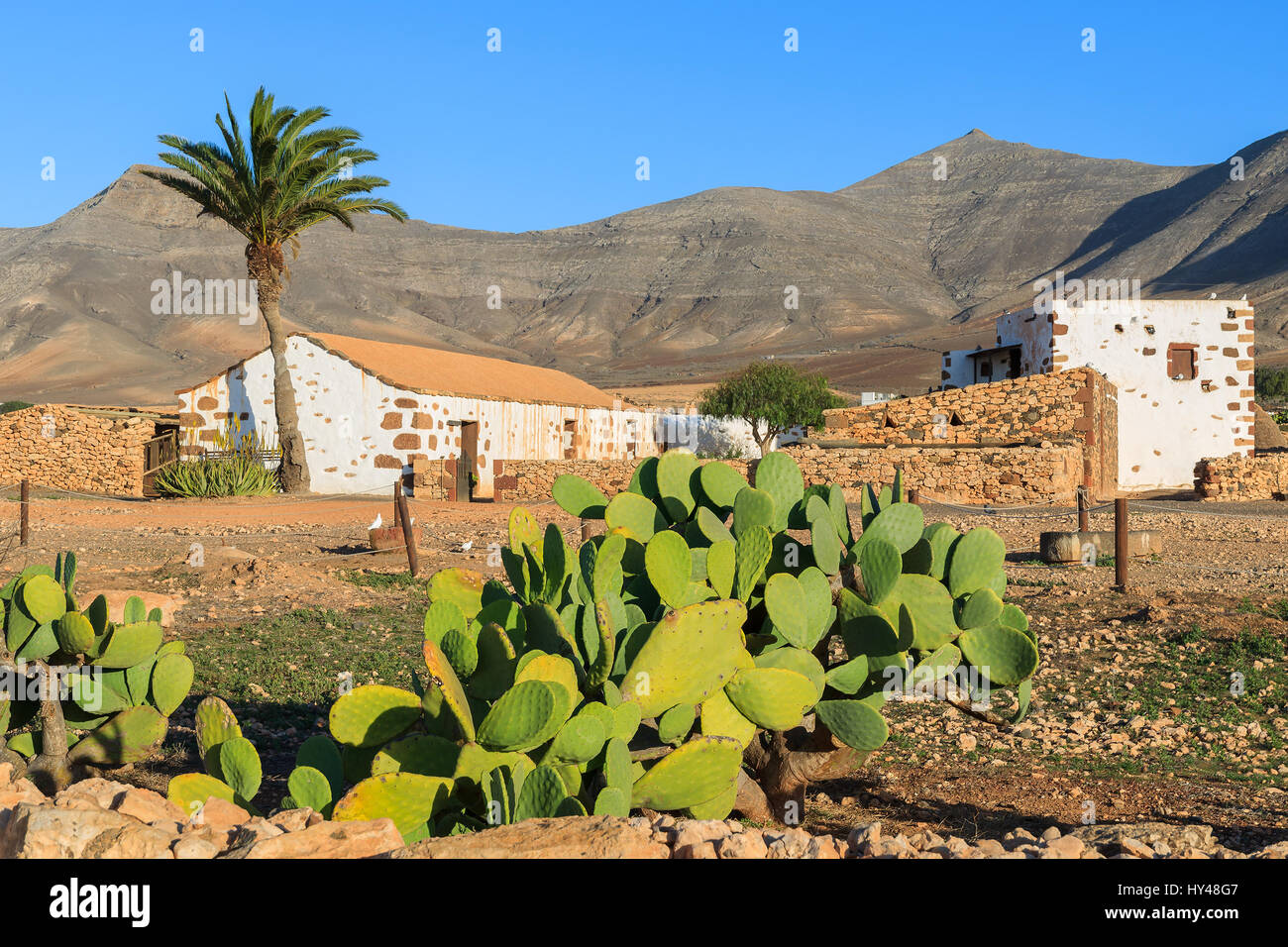 Tradizionale casa di campagna nel villaggio di Tefia con i cactus in primo piano, Fuerteventura, Isole Canarie, Spagna Foto Stock