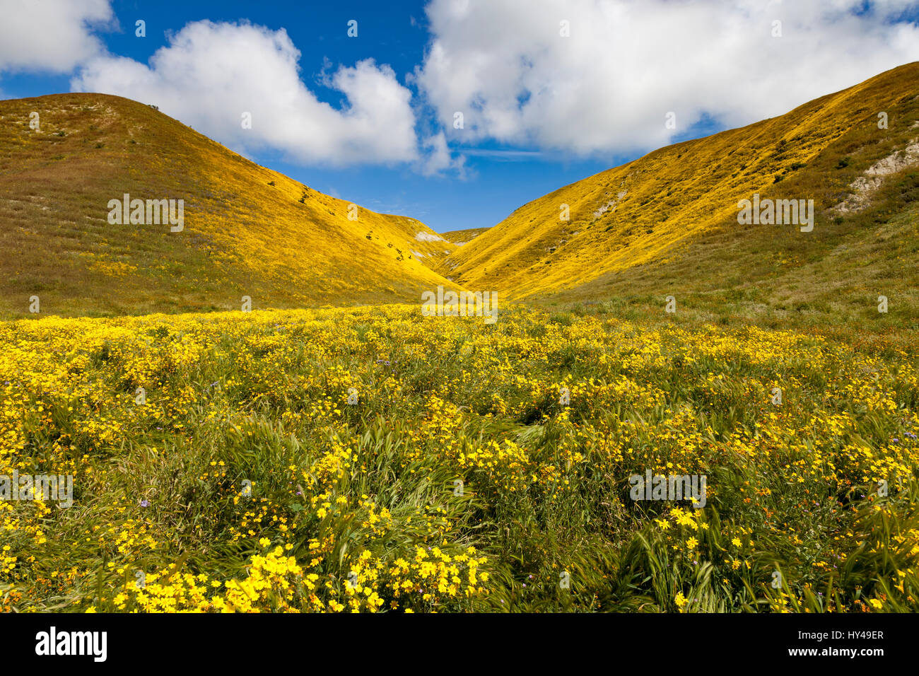 Goldfields fioriscono lungo Bitterwater Valley Road in Kern County, California Foto Stock