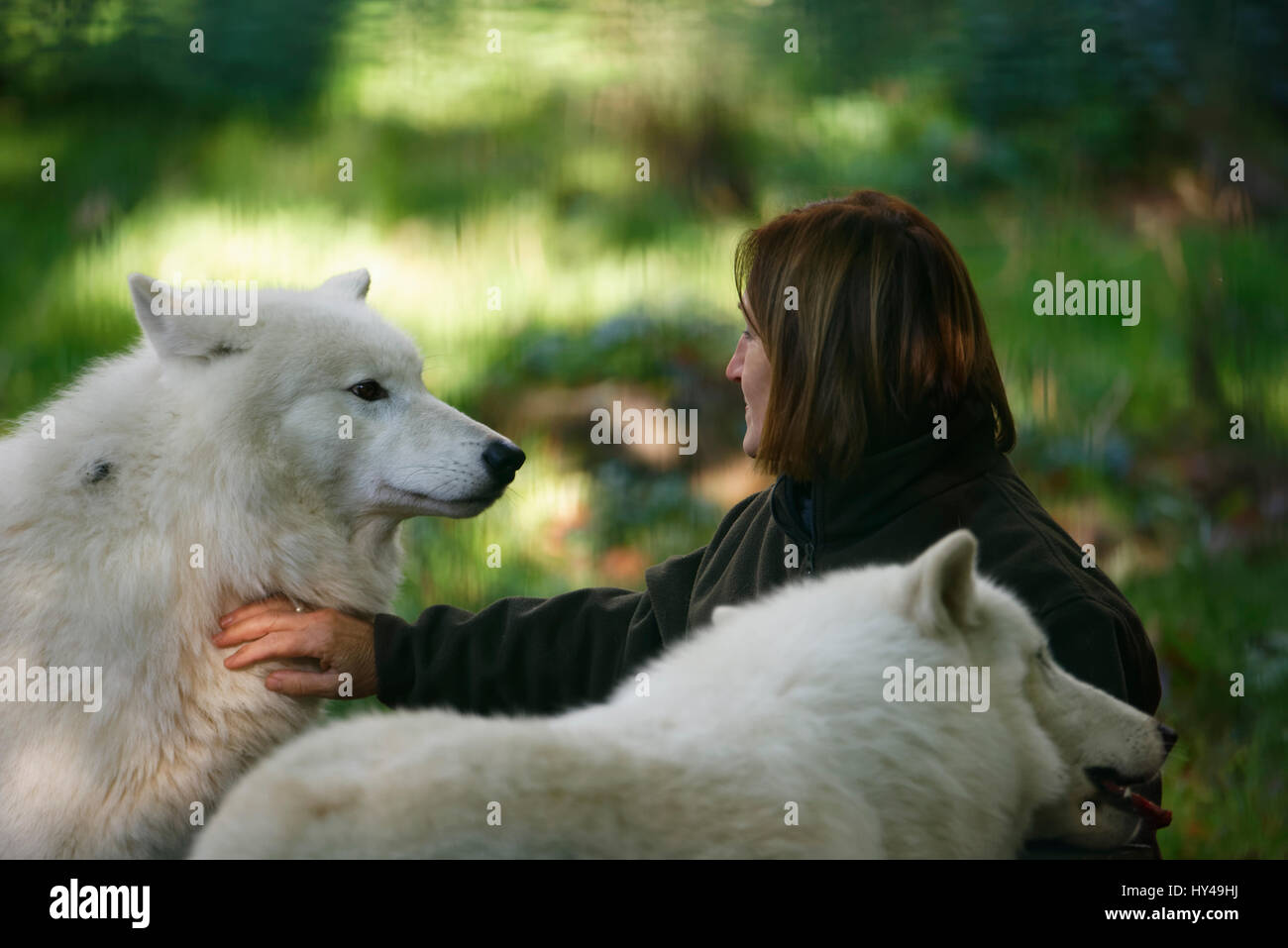 Lupo artico, canis lupus arctos Foto Stock