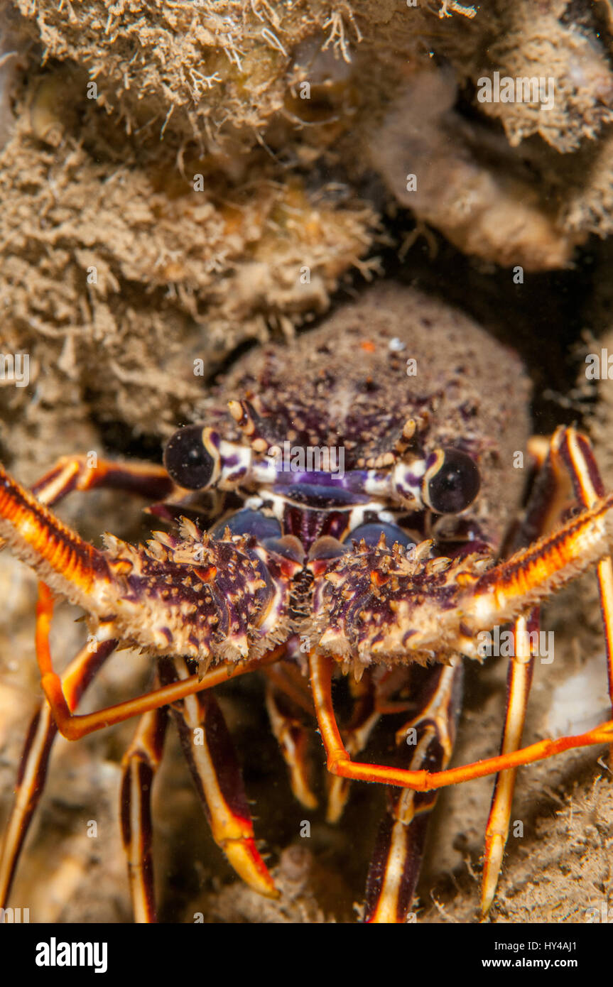 Unione Aragosta (Palinurus elephas) in Illa Mateua in Costa Brava Catalogna Foto Stock