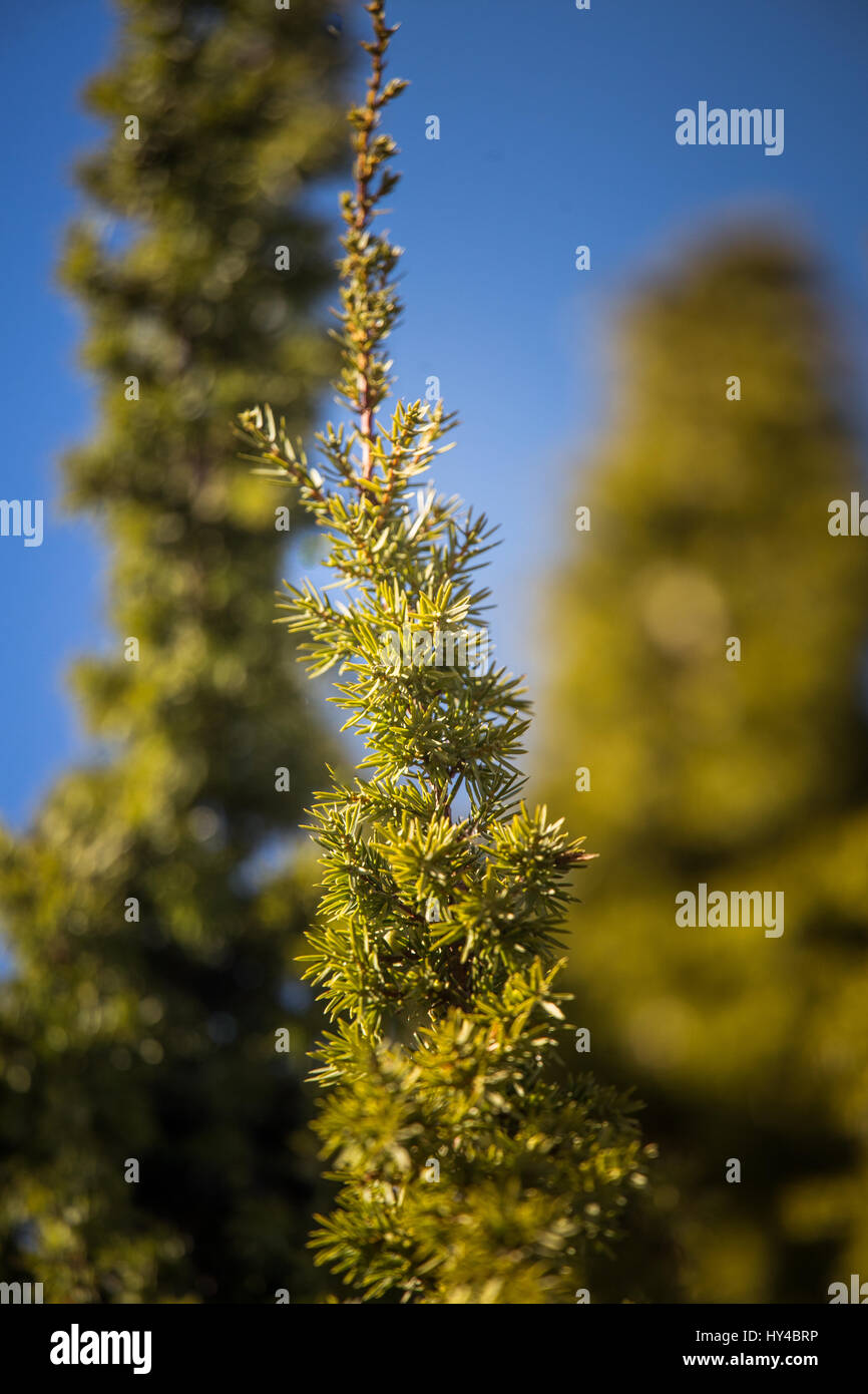 Un primo piano di un bellissimo albero di ginepro ramo Foto Stock