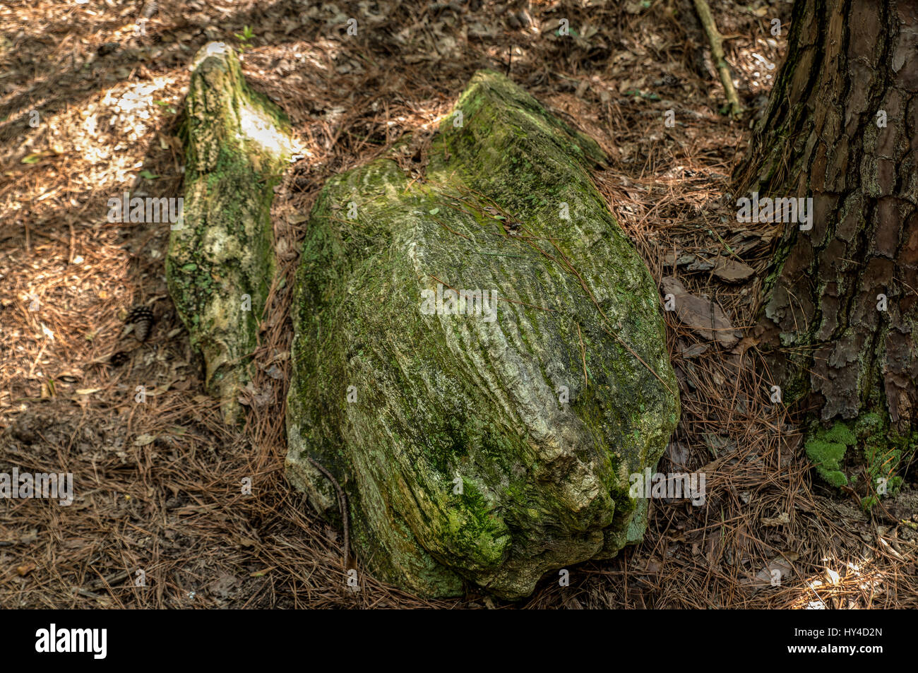 La Mississippi Foresta Pietrificata Foto Stock