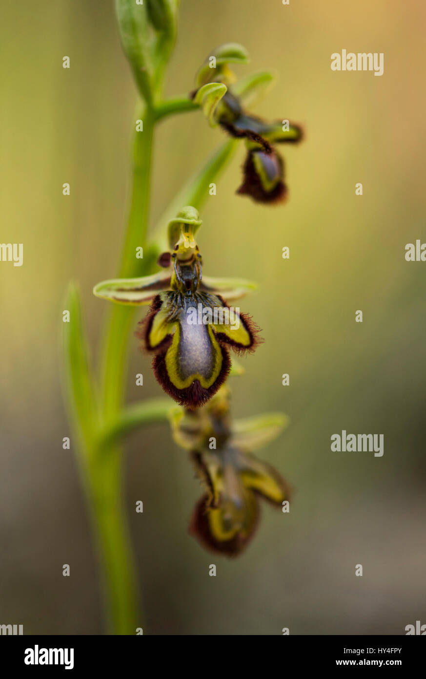 Specchio orchid, Ophrys speculum, Andalusia, Spagna meridionale Foto Stock