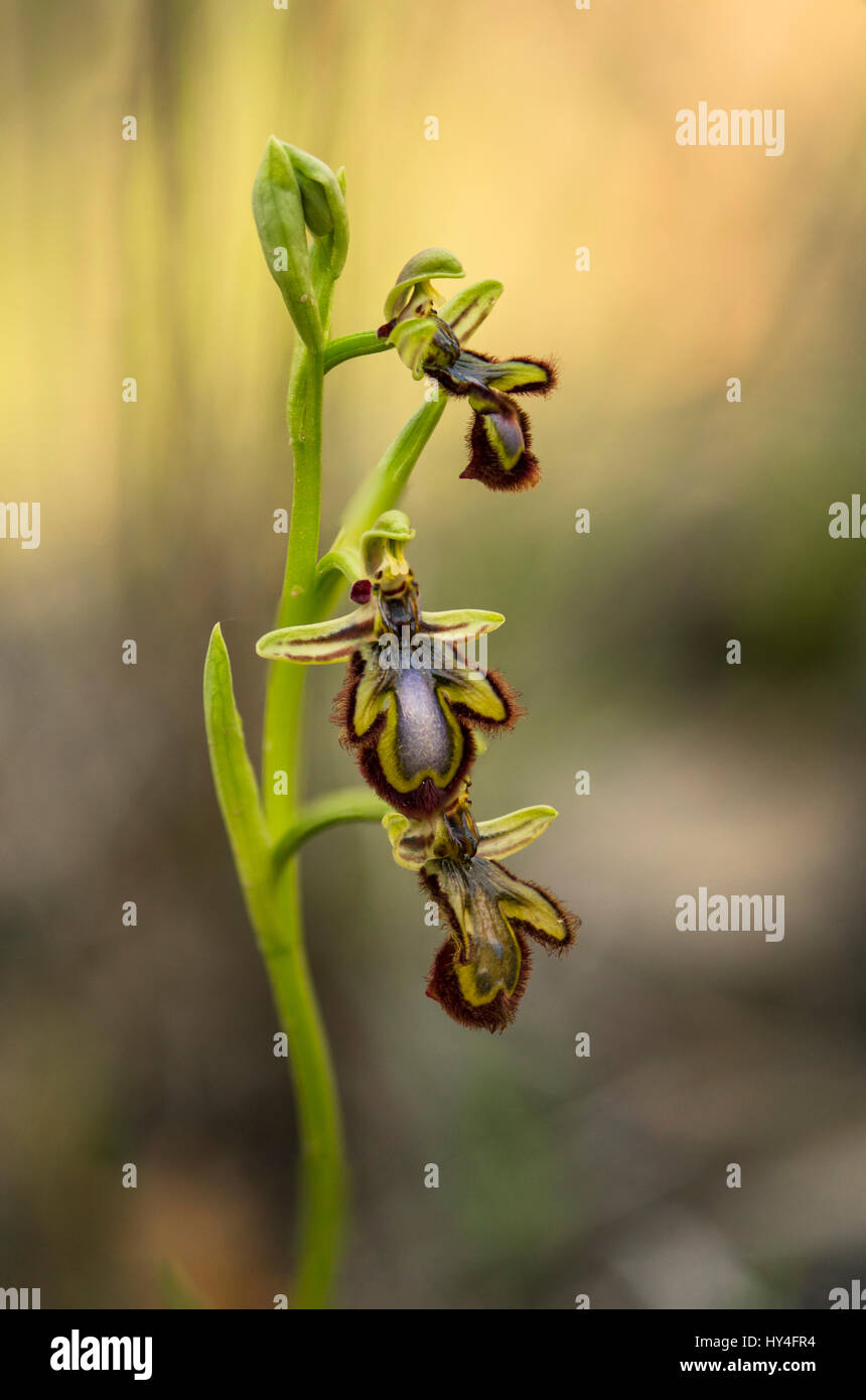 Specchio orchid, Ophrys speculum, Andalusia, Spagna meridionale Foto Stock