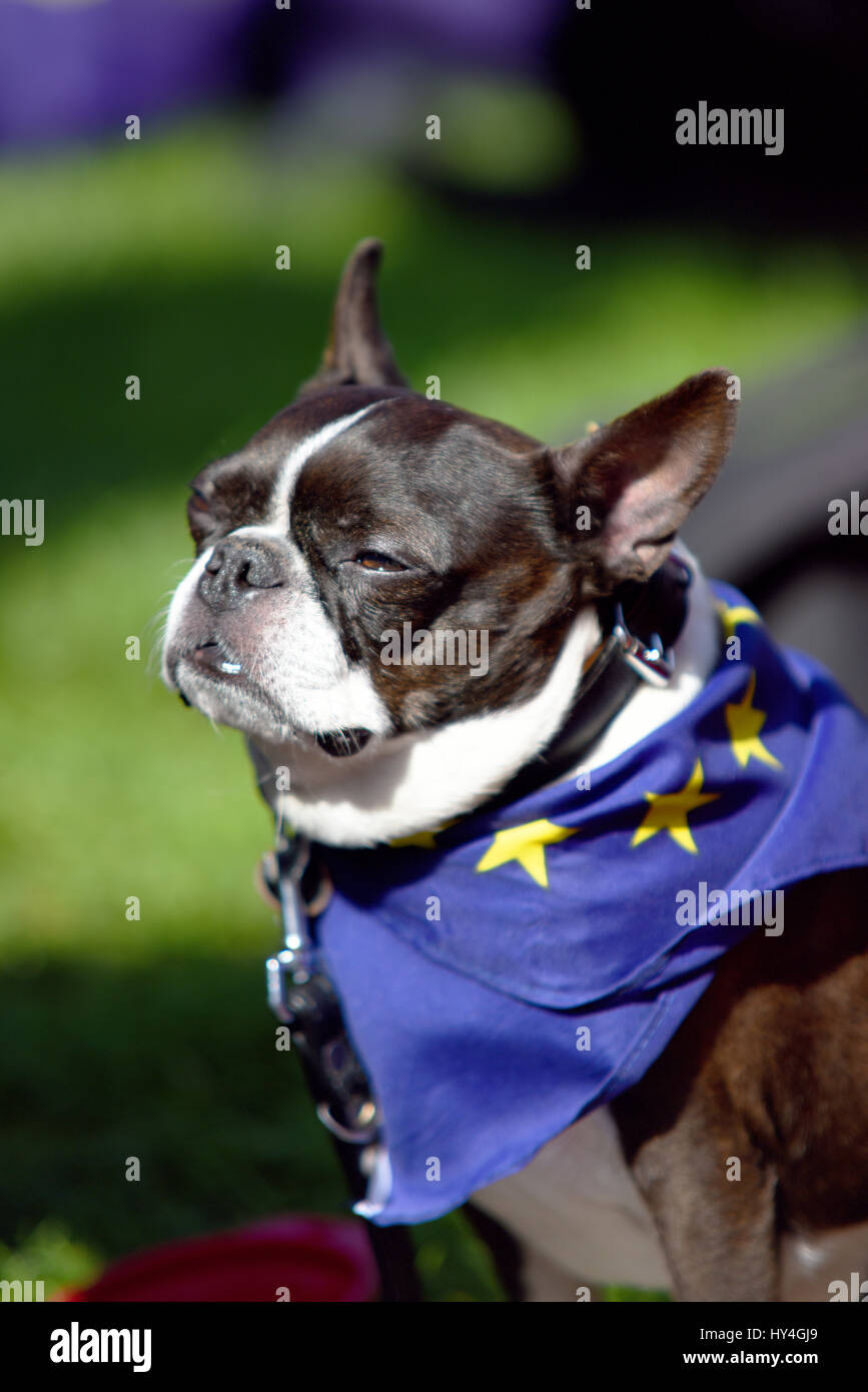 Bulldog francese che indossa una sciarpa con bandiera europea alla marcia Unite for Europe a Parliament Square, Londra Foto Stock