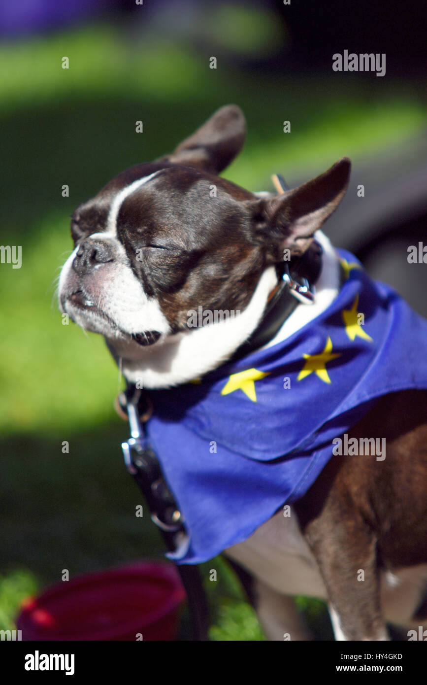 Bulldog francese che indossa una sciarpa con bandiera europea alla marcia Unite for Europe a Parliament Square, Londra Foto Stock