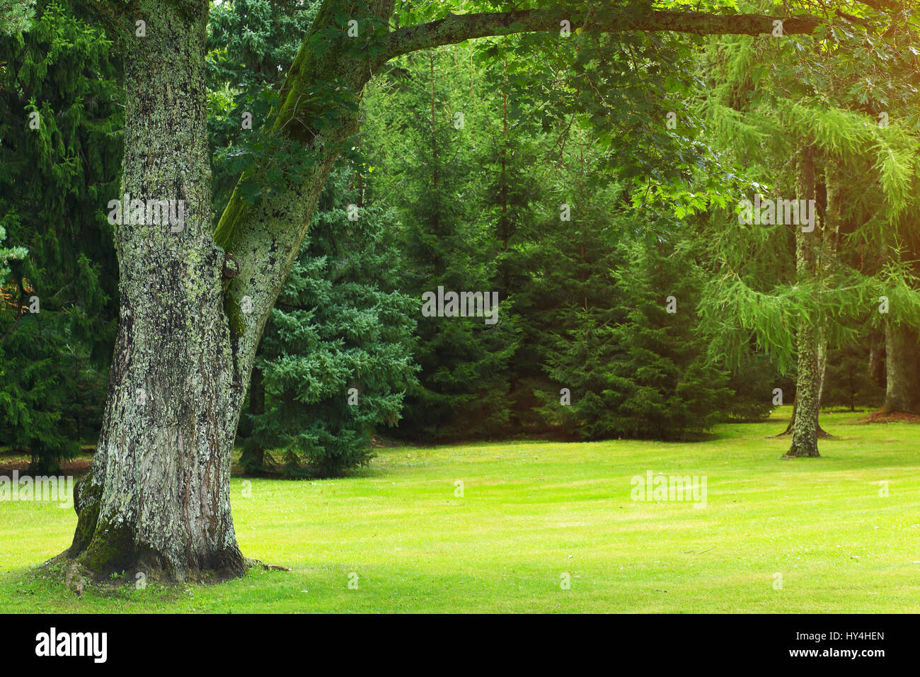 Verde prato rifilato in estate foresta. Verde sfondo naturale. Foto Stock