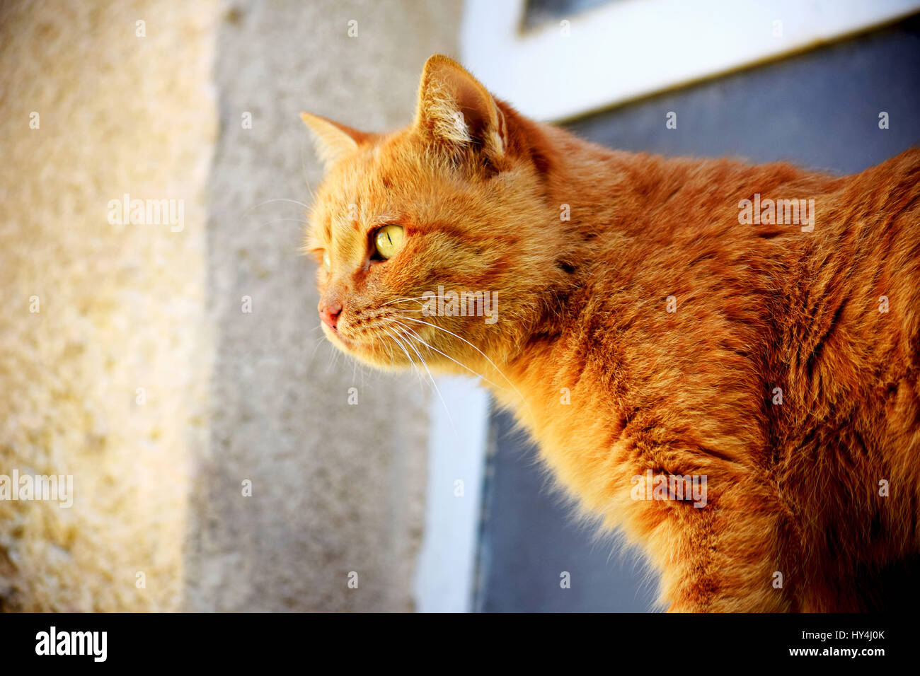 Un gatto in cerca di cibo Foto stock - Alamy
