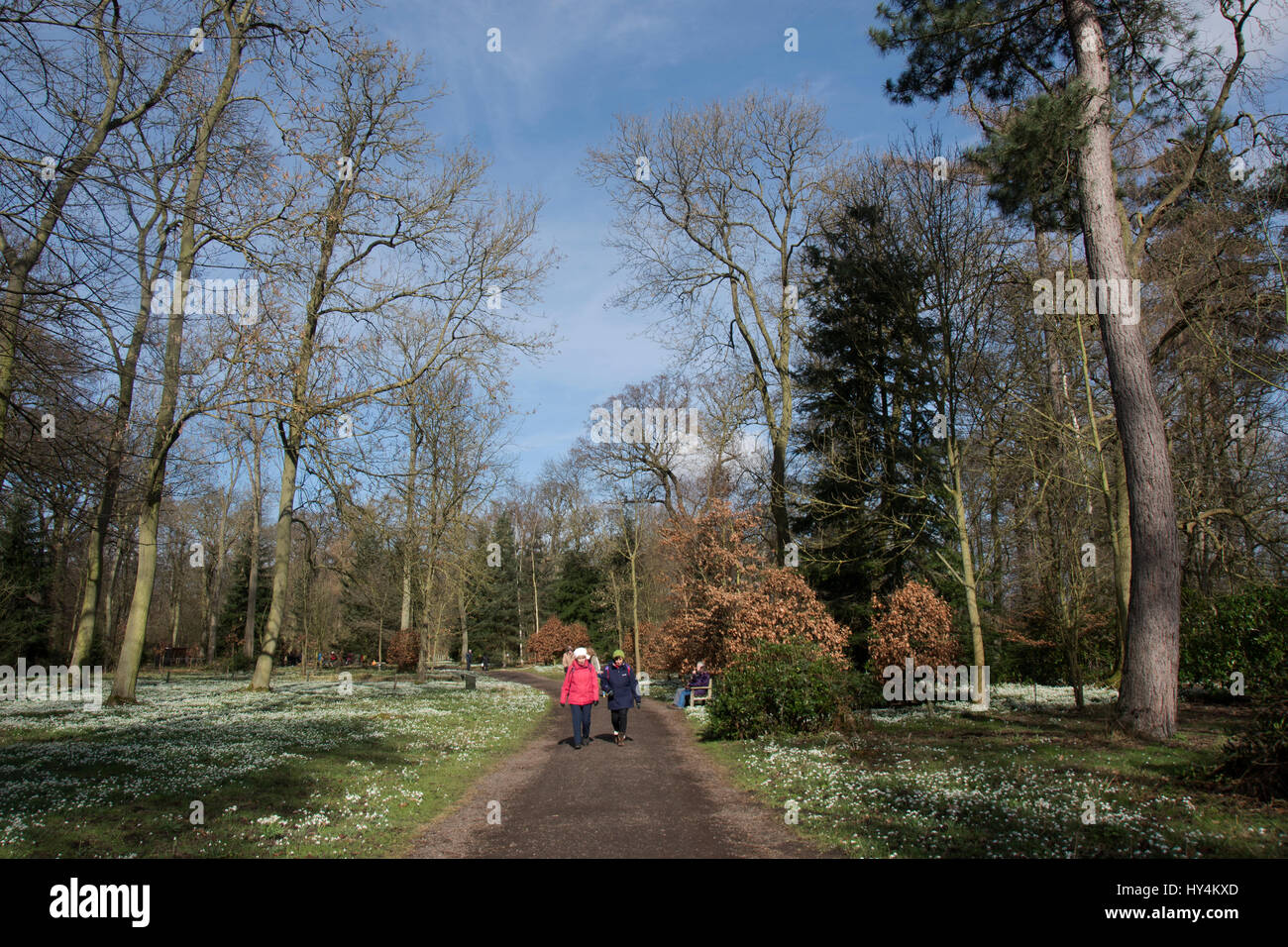 Hodsock Priory bosco a piedi a tempo snowdrop Foto Stock