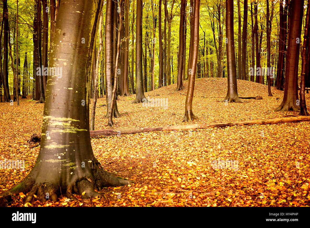 Shining del bosco di faggio in autunno Foto Stock