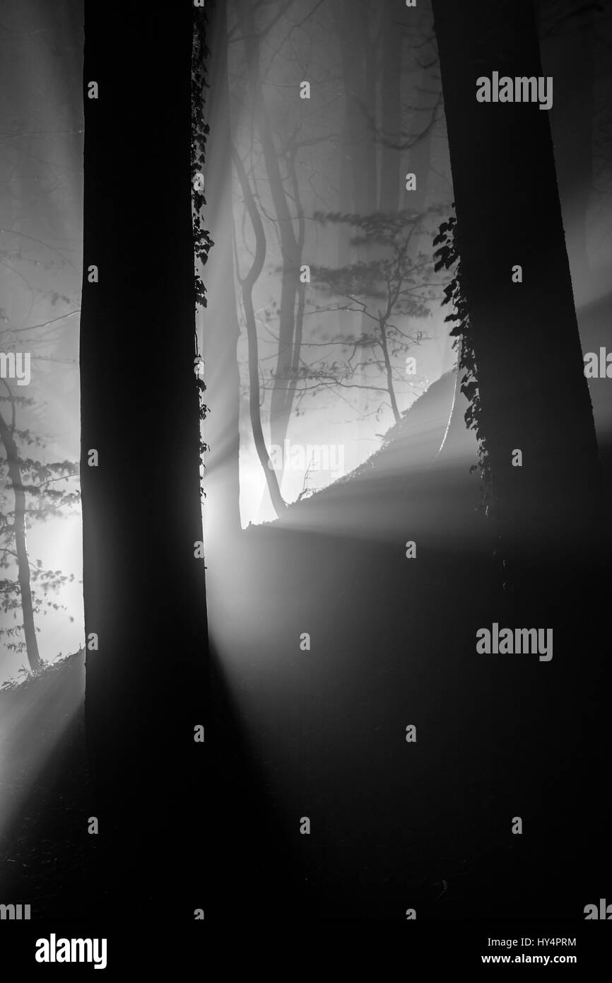 Foresta invernale illuminato con fari di notte, in Germania, in Baviera, Allgaeu, Irsee, foresta, la foresta di conifere, abete, struttura ad albero Foto Stock