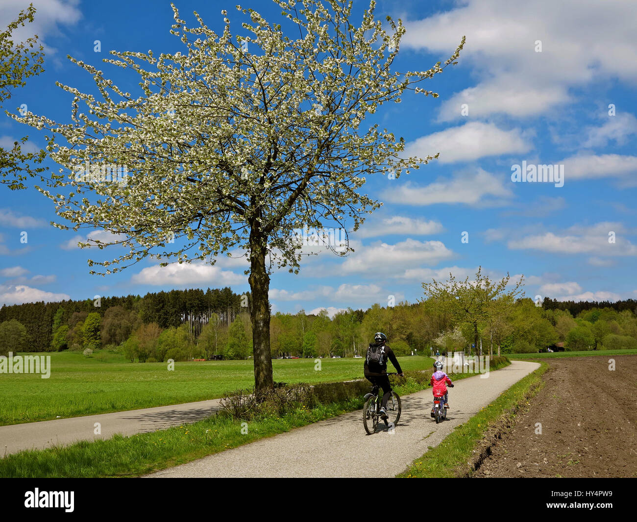 Germering, percorso e bikeway al Germeringer vedere (lago), i ciclisti, i bambini della bicicletta, alberi fioriti, campi, prati e boschi, bianco-blu del cielo, la molla Foto Stock