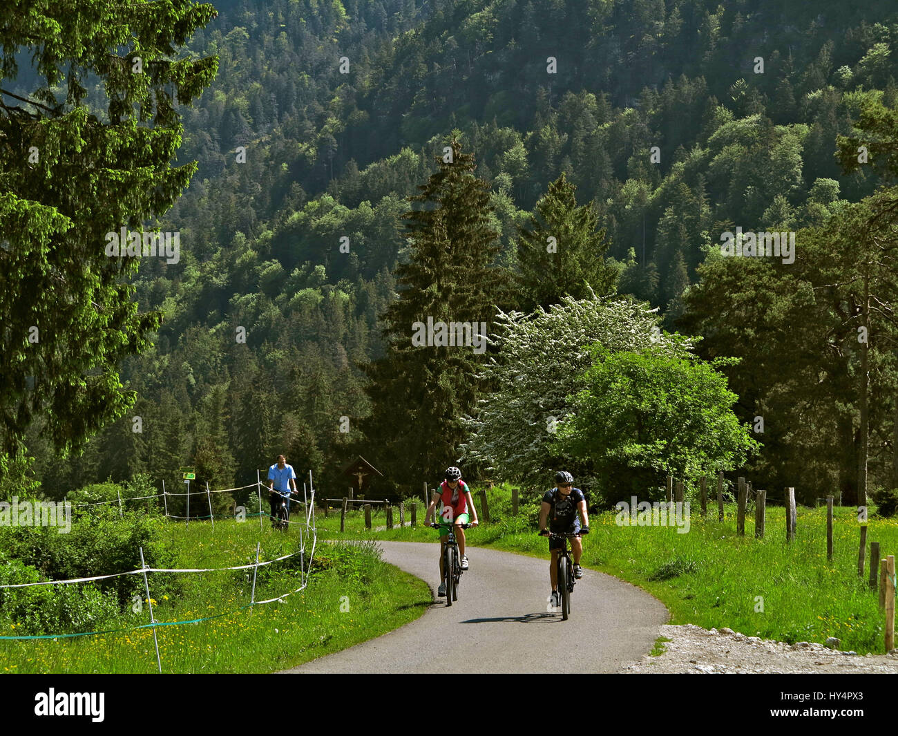 Paesaggio vicino Farchant, escursioni a piedi e in bicicletta, ciclista, foresta, alberi, prati, recinto, molla Foto Stock