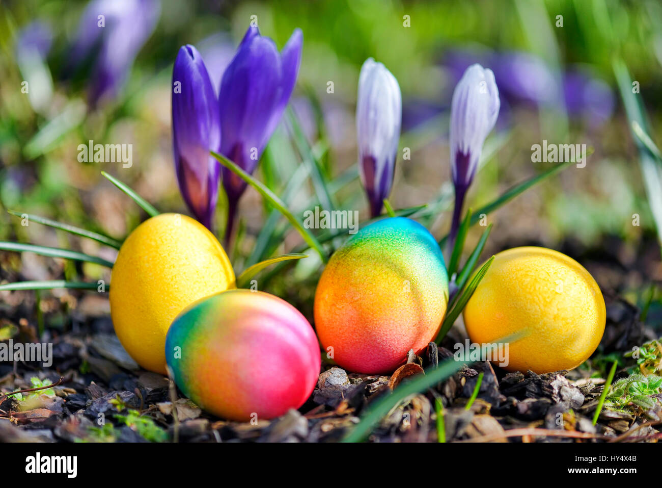 Colorate le uova di Pasqua prima della fioritura di crochi, Bunte Ostereier vor Krokussen bluehenden Foto Stock
