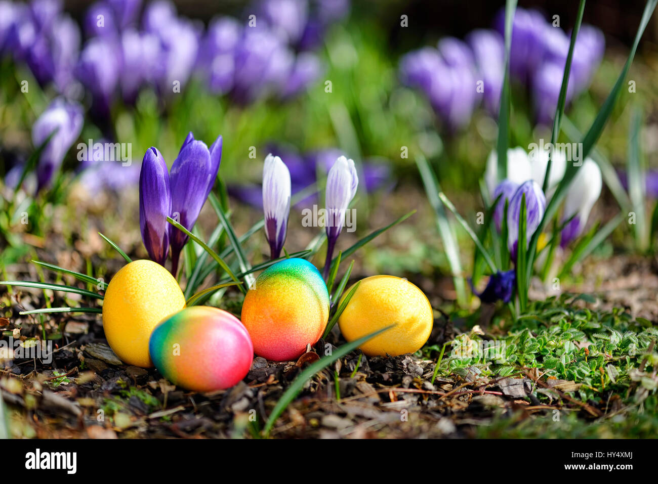 Le uova di pasqua prima della fioritura di crochi, vor Ostereier bluehenden Krokussen Foto Stock