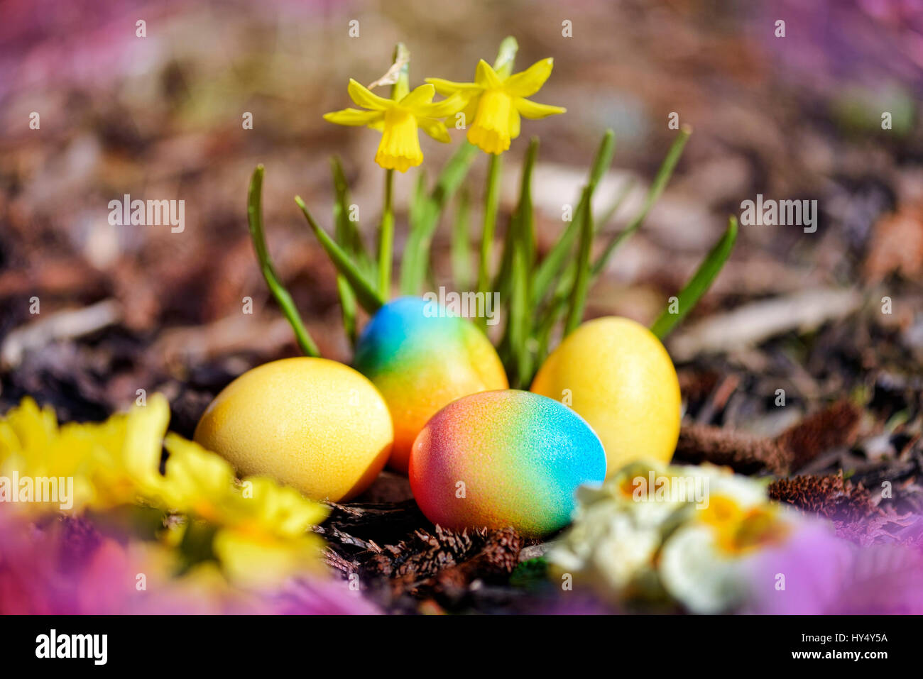 Colorate le uova di Pasqua prima della fioritura narcisi, Bunte Ostereier vor Narzissen bluehenden Foto Stock