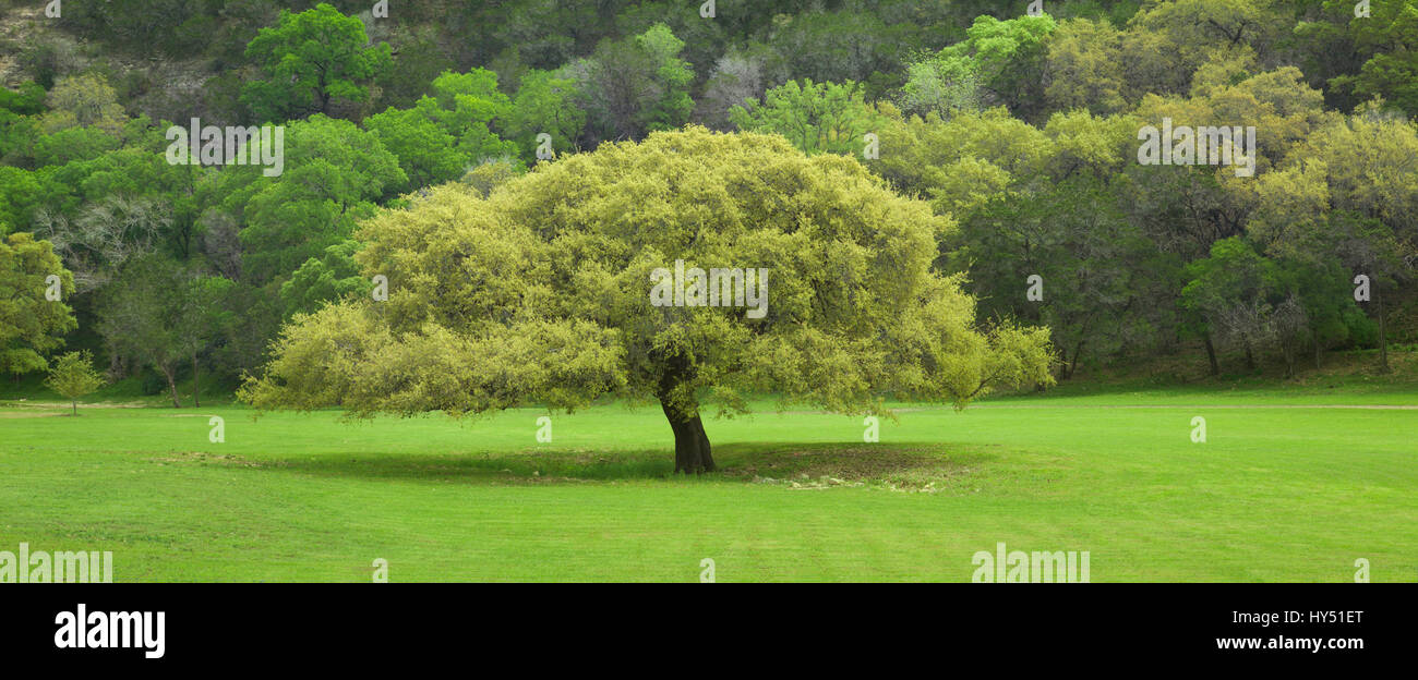 Un Texas Live Oak tree davanti a una cresta in Texas Hill Country durante la primavera Foto Stock