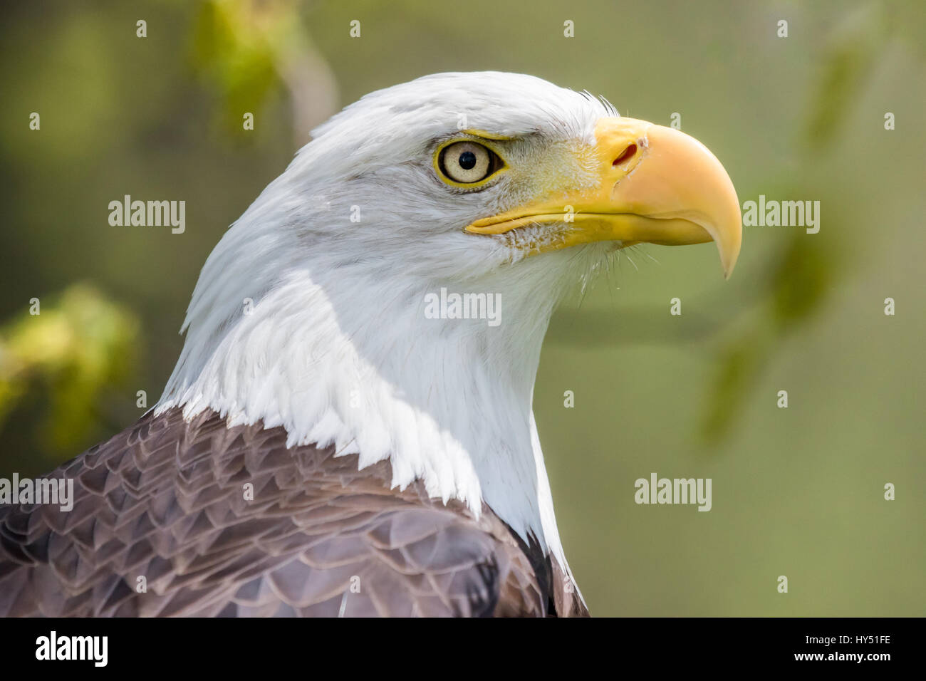 Aquila calva TESTA ISOLATA Foto Stock