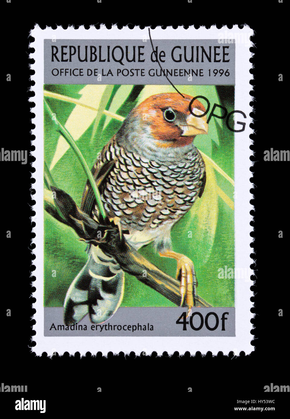 Francobollo della Guinea raffigurante una red-headed finch (Amadina erythrocephala) Foto Stock