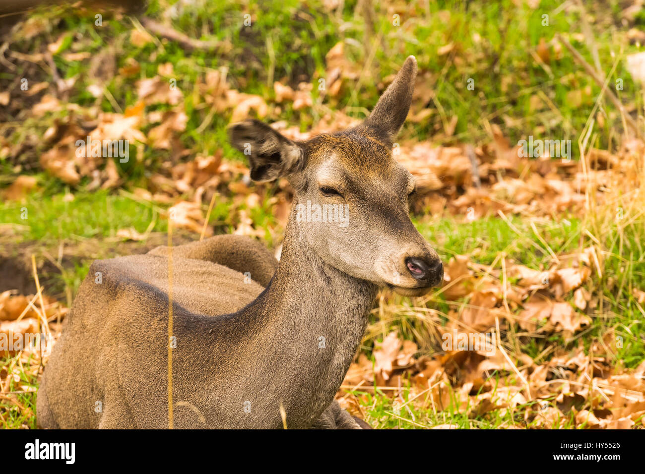 Ritratto di un cervo seduto a terra a Parnitha montagna in Grecia. Foto Stock