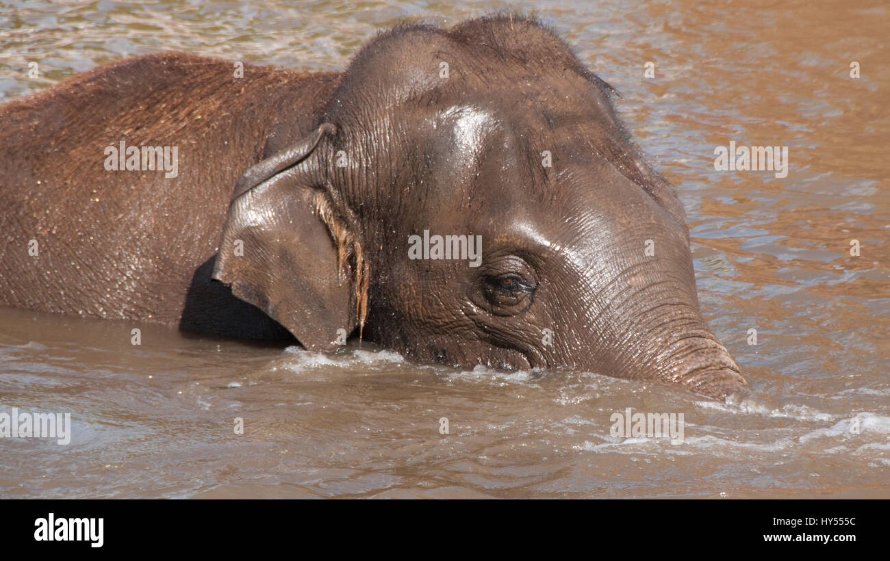 Un elefante di balneazione in un pool Foto Stock