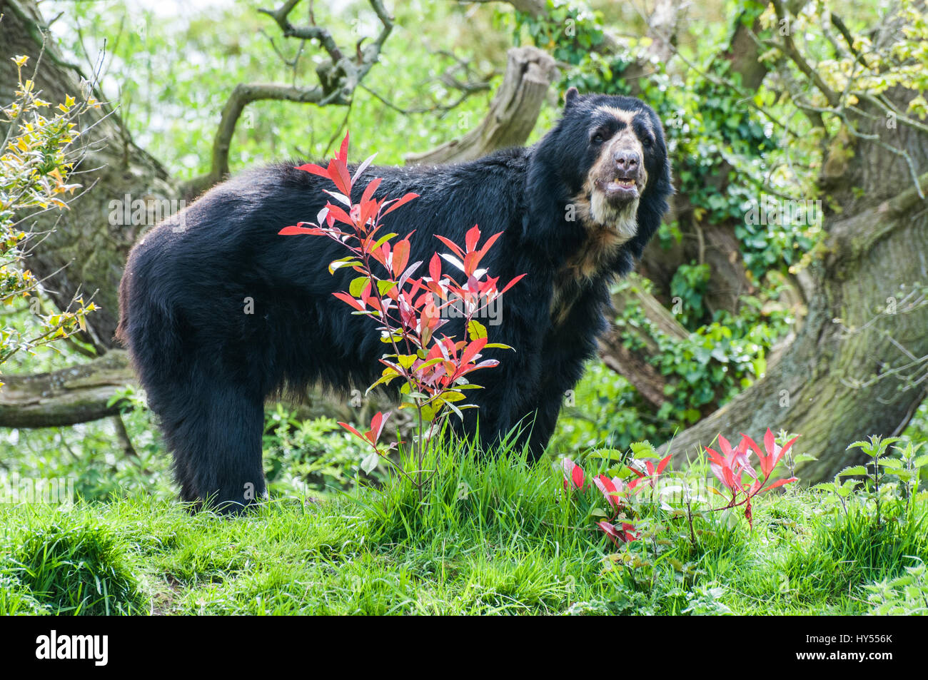 Un orso Spectacled Foto Stock