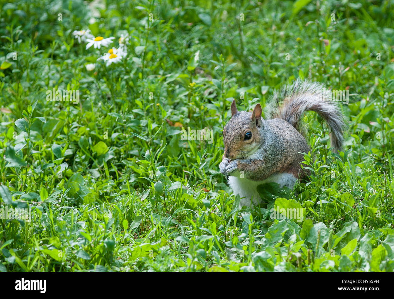 Un Gray Squirrel rovistando per alimenti Foto Stock