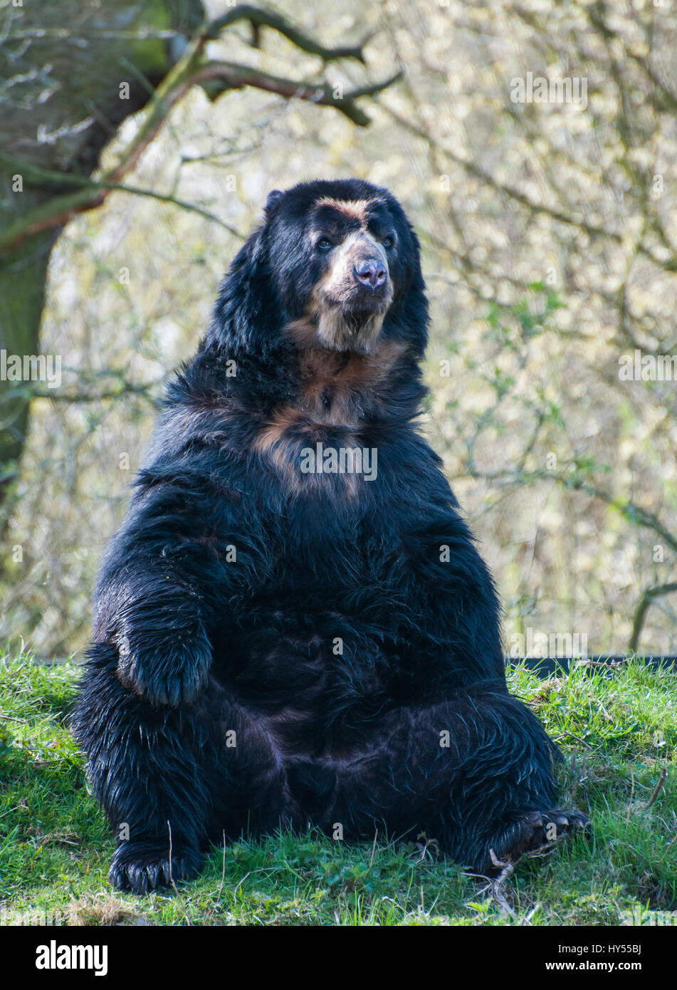 Un orso Spectacled Foto Stock