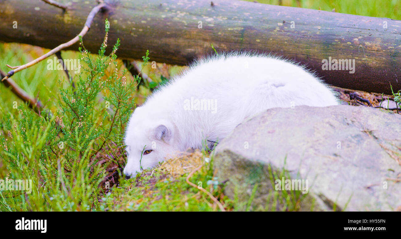 Bianco Arctic Fox si trova e si appoggia al suolo della foresta nel tardo autunno Foto Stock
