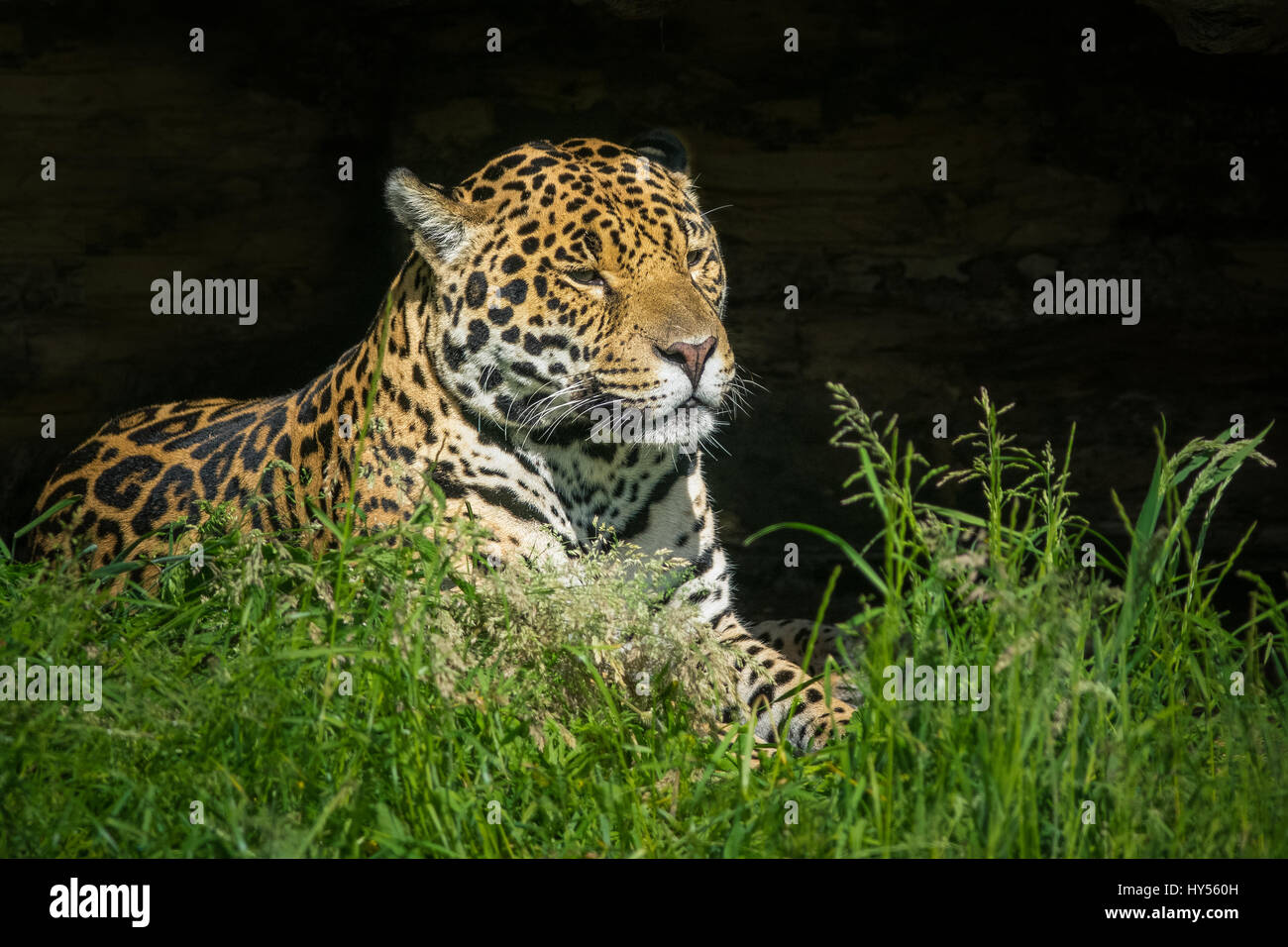 Jaguar seduti al sole Foto Stock