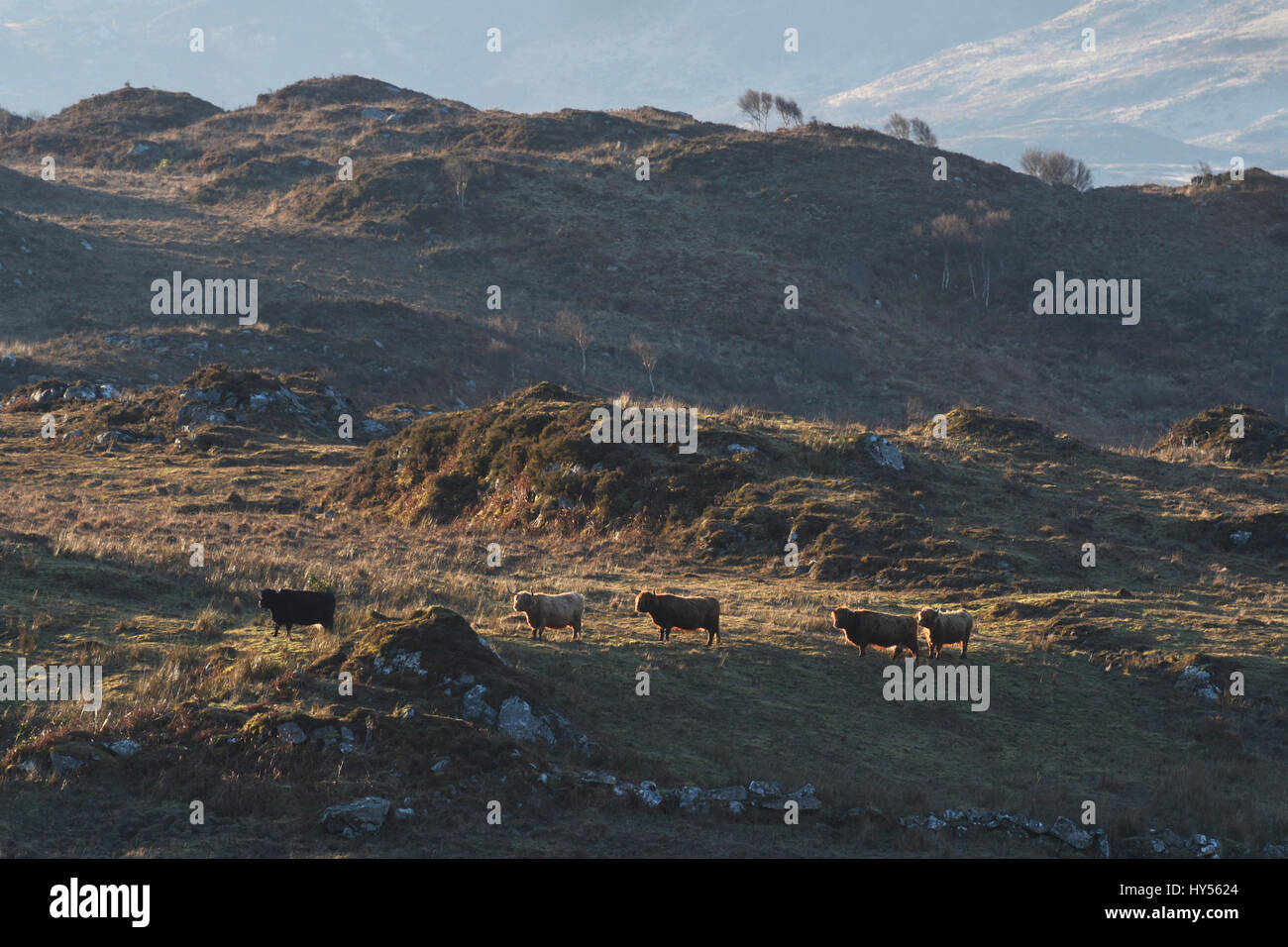 La voce del bestiame per la mattina presto;alimentazione luce invernale;a ardnamurchan;Scozia Foto Stock
