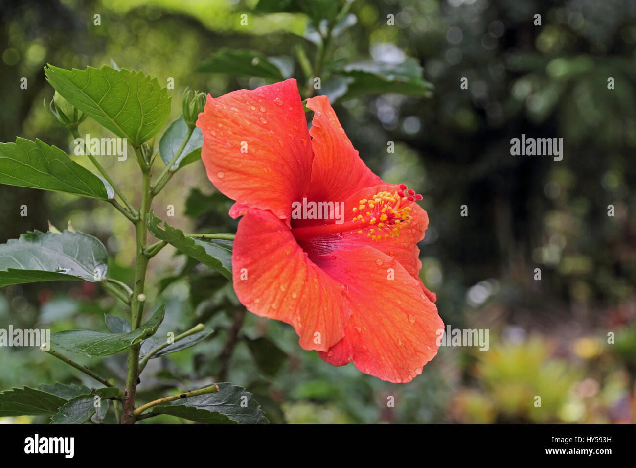 Hibiscus Schizopetalus Malvaceae fioritura nel Jardin de Balata, Martinica Foto Stock