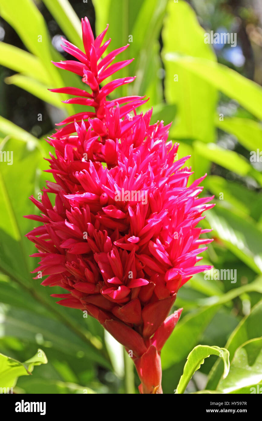 Alpinia, pianta tropicale fioritura nel Jardin de Balata, Martinica Foto Stock