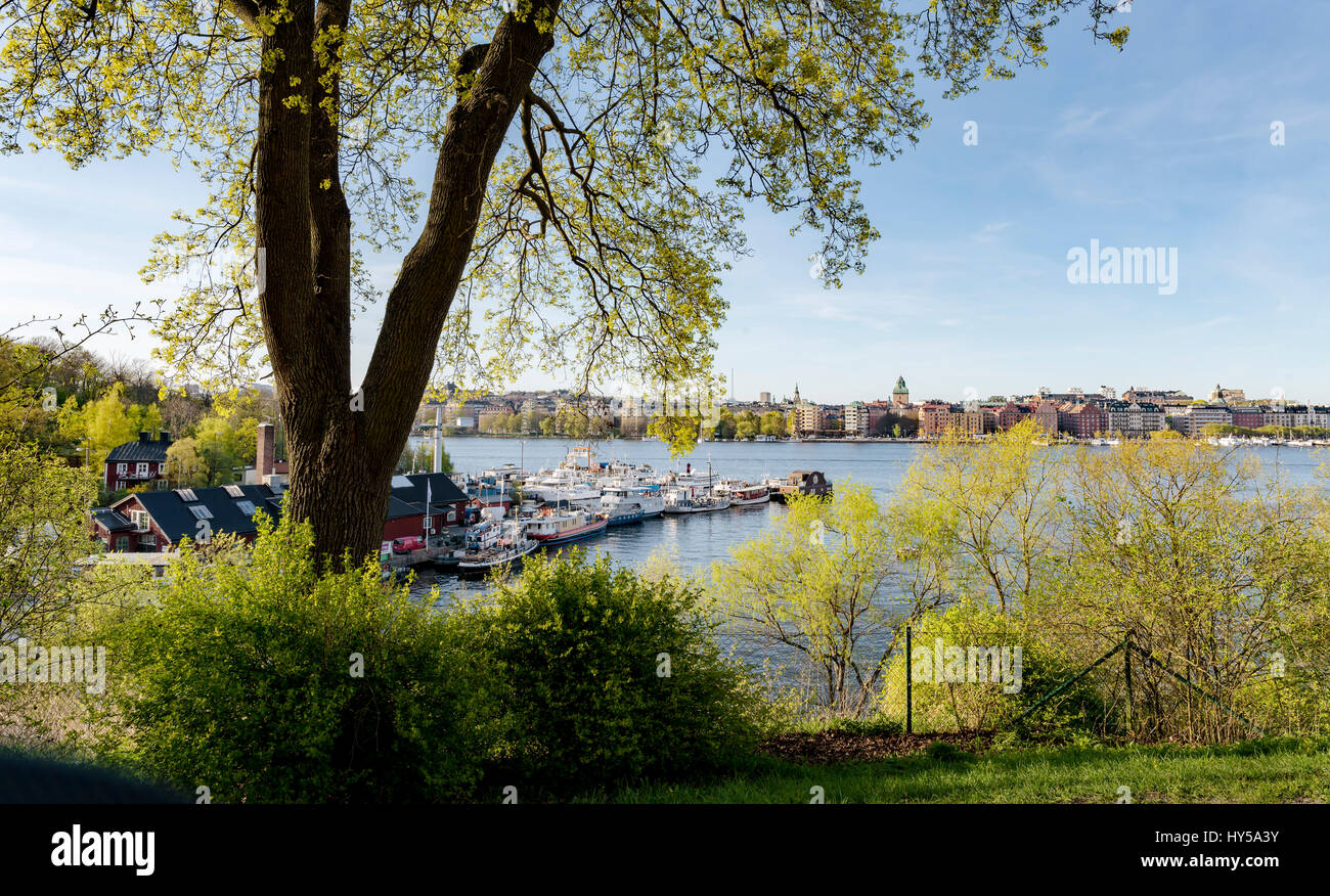 La Svezia, Uppland, Stoccolma, alberi, barche ormeggiate in background su Norr Malarstrand, Kungsholmen isola Foto Stock
