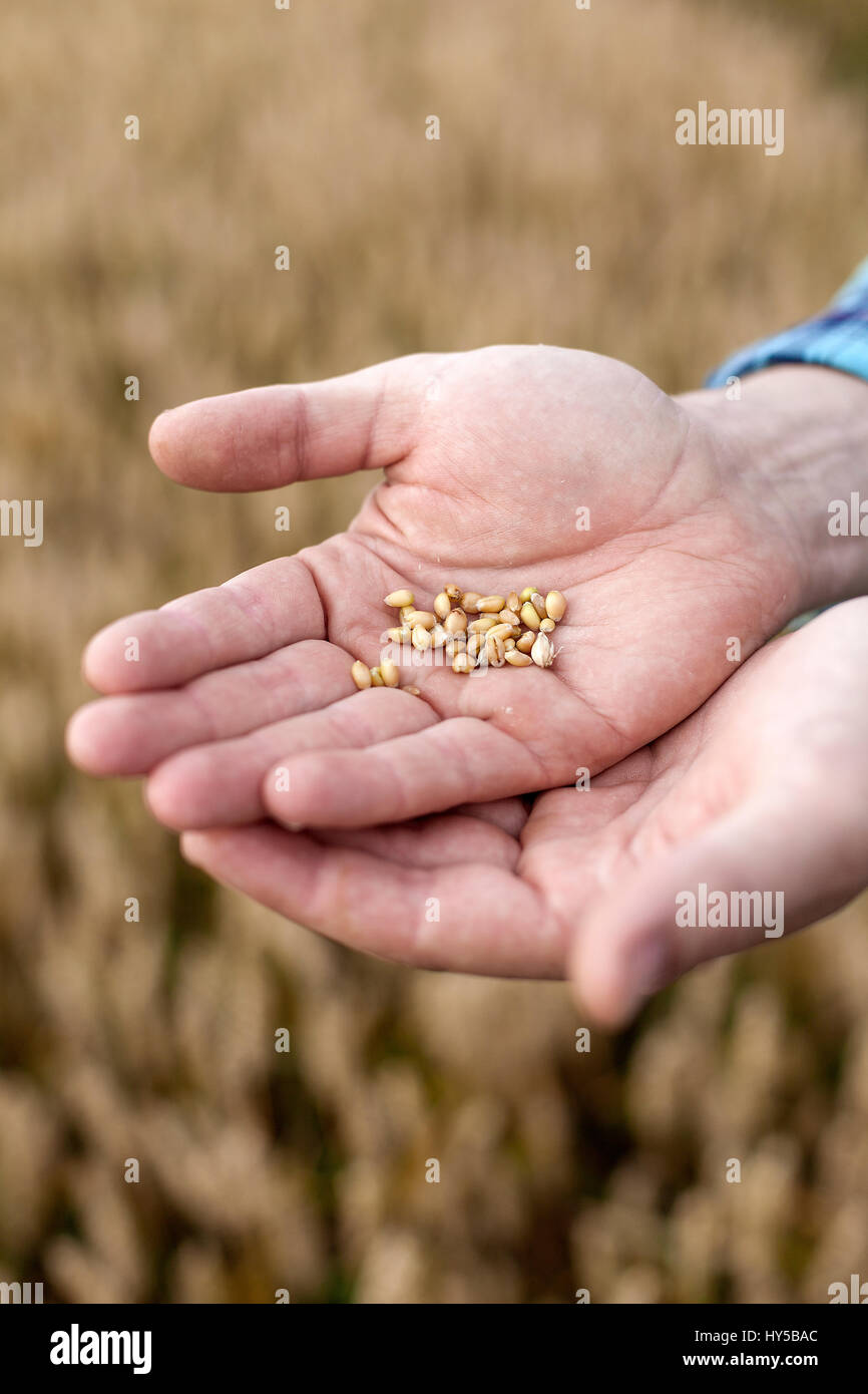 Finlandia, Uusimaa, Siuntio, mani dell'uomo azienda chicco di grano Foto Stock