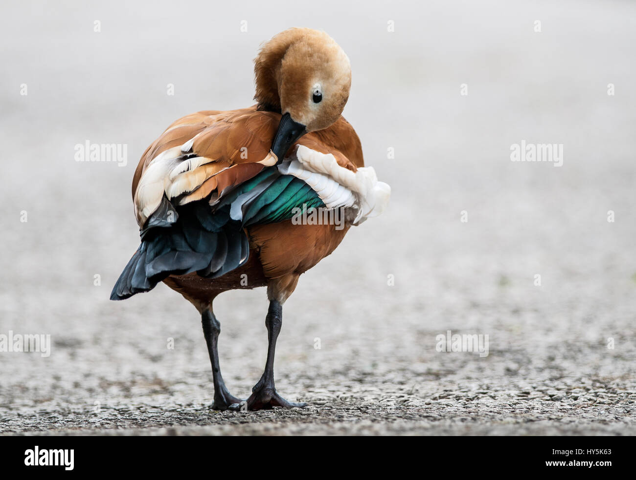 Tadorna ferruginea Foto Stock