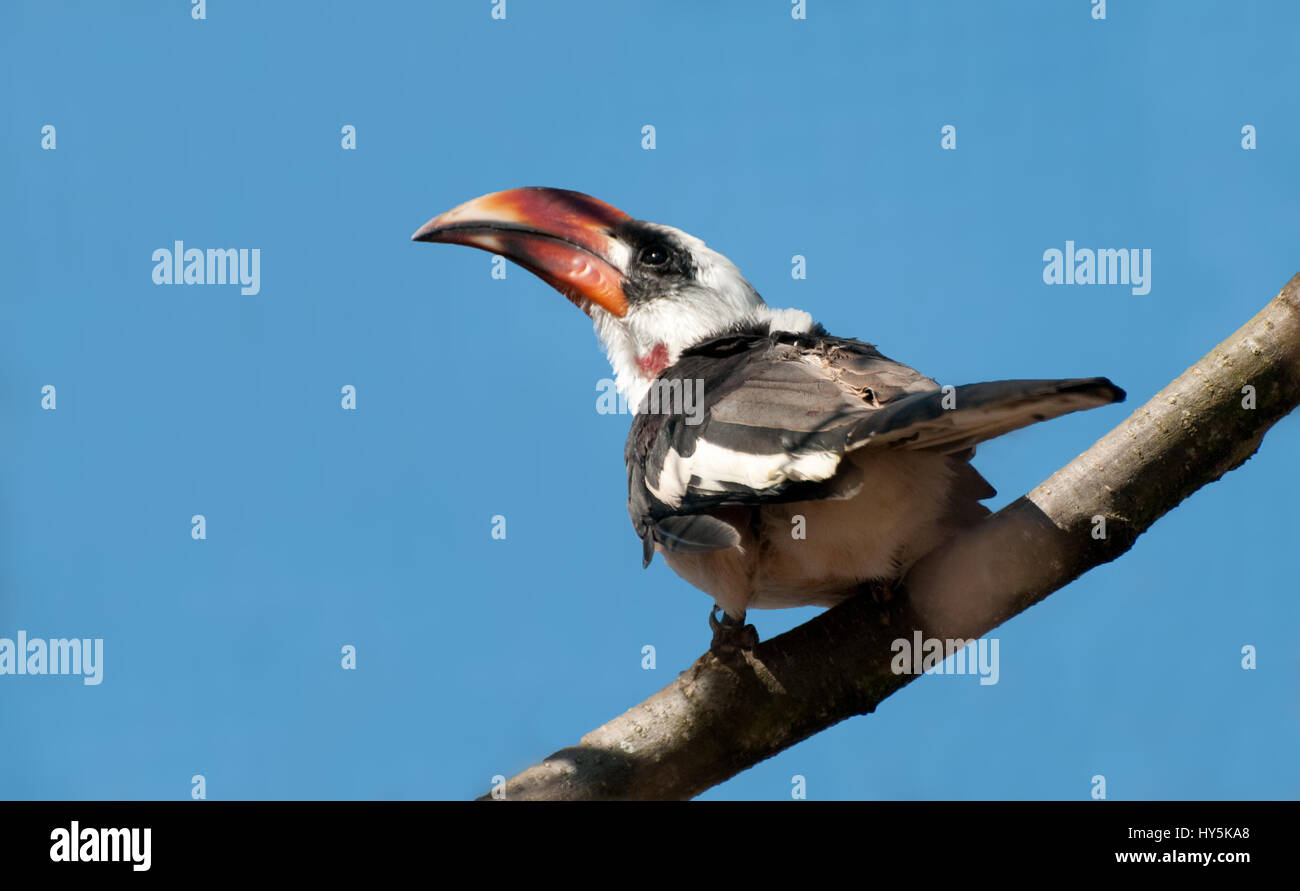 Un maschio Von Der Deckens Hornbill Foto Stock